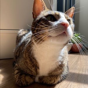 Meet your Posher, Ying